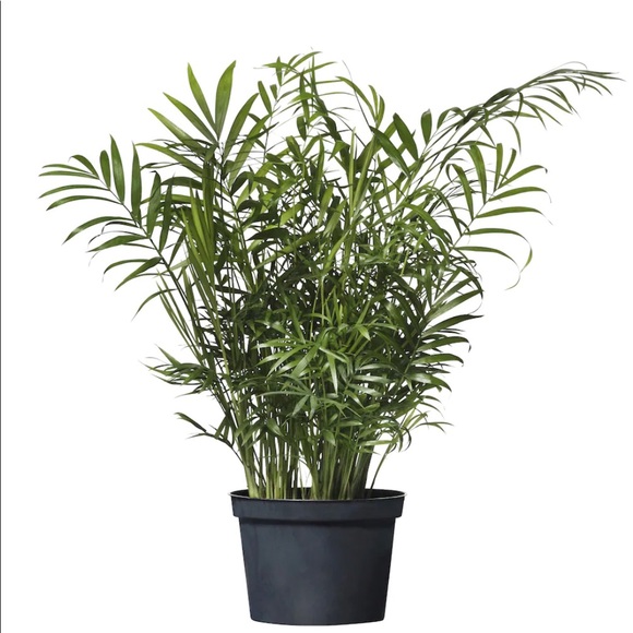 Artificial plant - Picture 1 of 2